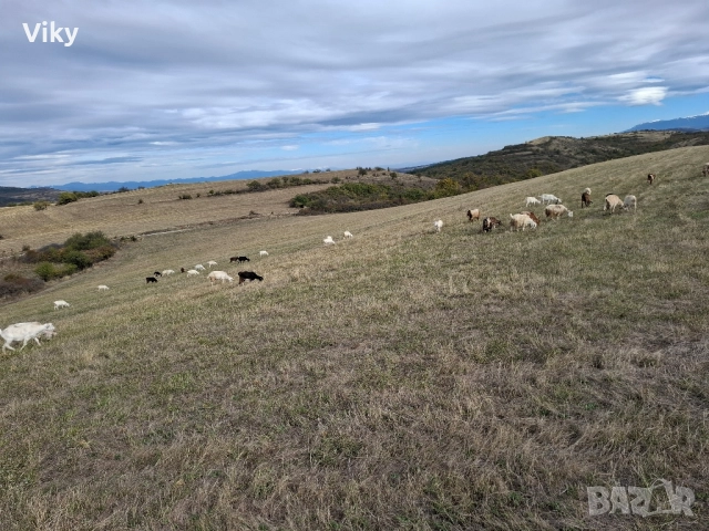 ярета на свободна паша, снимка 17 - Кози - 51962192