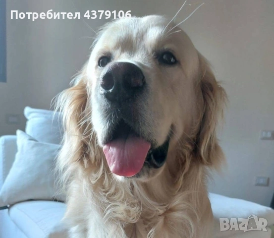 Голдън ретривър момче родословен баща, снимка 11 - Голдън ретривър - 53036033