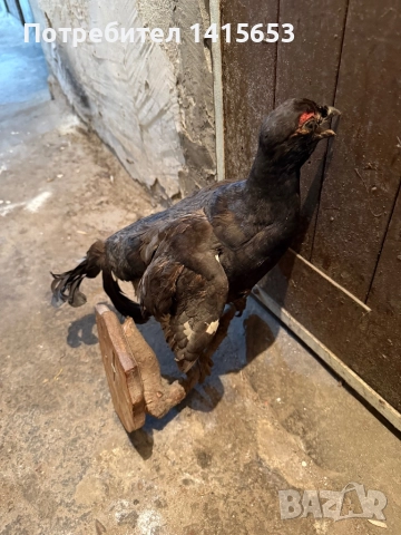 Продавам препариран кеклик, снимка 2 - Колекции - 52502496