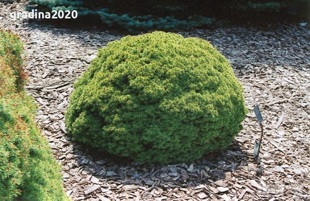 Смърч Алберта Глобе/ Picea glauca var. albertiana 'Alberta Globe', снимка 5 - Разсади - 40645718