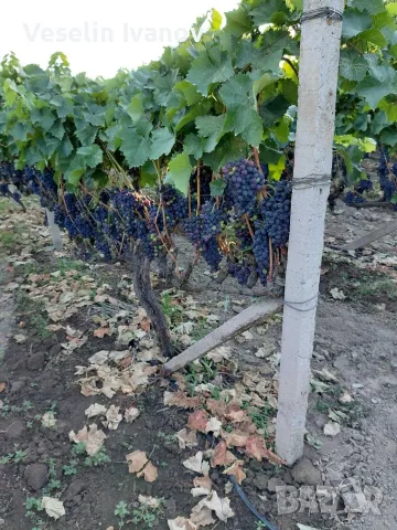 грозде за вино сорт ,,Молдова", снимка 2 - Други - 55994269
