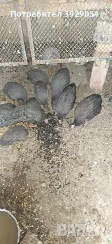 Продавам токачки млади 