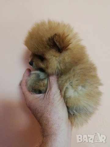 Померан, снимка 7 - Померан - 53244856