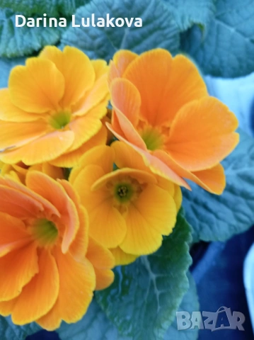 Иглика , снимка 4 - Градински цветя и растения - 53414919