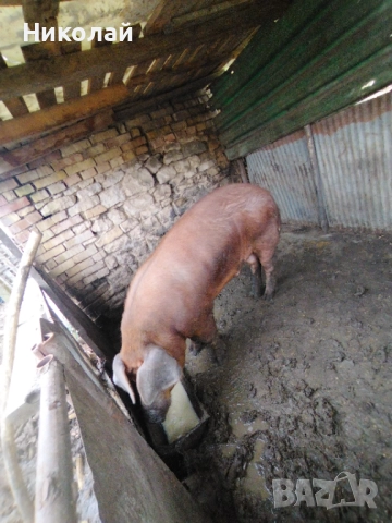 Прасенца на 55 дни на клипа е бащата , снимка 4 - Прасета - 52193850