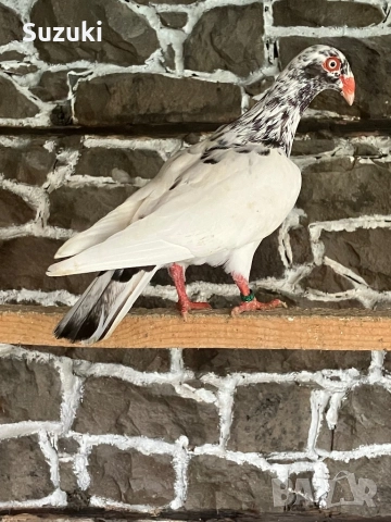 Гълъби - Датски летачи и Спортни пощенски, снимка 3 - Гълъби - 52565161