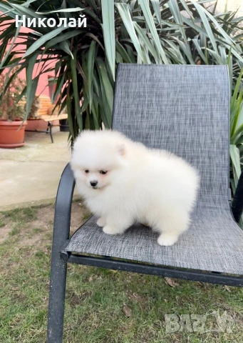 Померан момче със втора ваксина, снимка 5 - Померан - 53108550