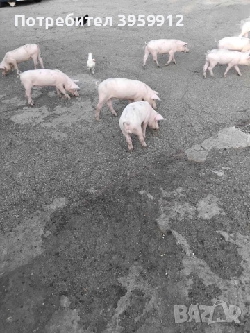 Прасенца на 2 месеца , снимка 1