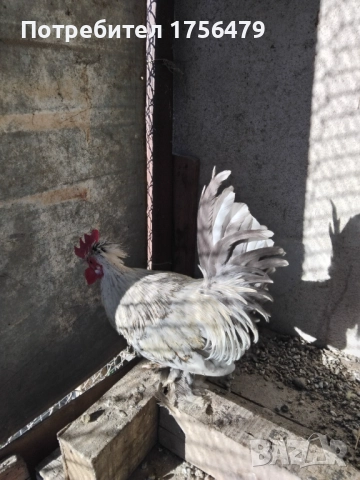 Петлета бреговски, снимка 4 - други­ - 52936654