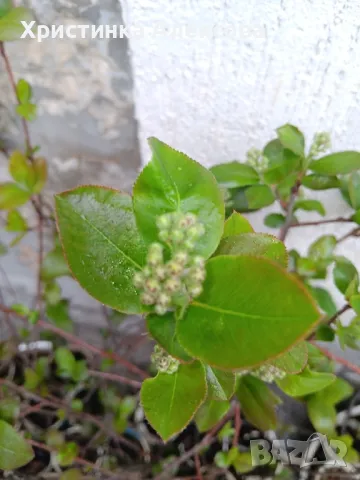 Разсад арония фиданки , снимка 4 - Разсади - 38606144