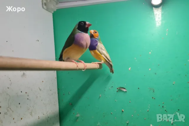 Продавам чифтове Гулдови Амадини , снимка 2 - Амадини - 48874559