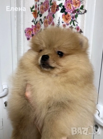 Померанче, снимка 6 - Померан - 52818991
