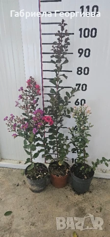 Индийски люляк 