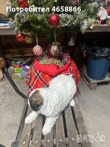 Бебе каракачанка, снимка 8 - Каракачанска овчарка - 52514278