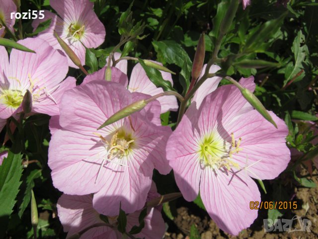 Градински цветя., снимка 5 - Градински цветя и растения - 40231126