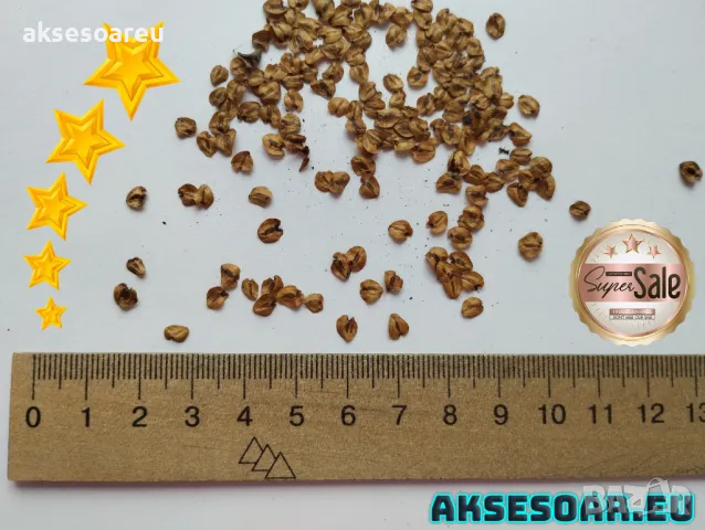 Нови Екзотични 15 семена от гигантска секвоя мамутово дърво sequoiadendron giganteum за декорация, снимка 8 - Сортови семена и луковици - 50223558