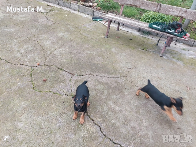 Ягдтериер .Jagdterrier , снимка 2 - Други - 52894324