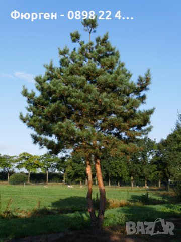 Ела Българска , бор , смърч , бял бор и мура