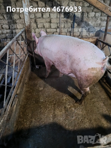 прясна сланина прасето е щавено пърлено два пъти както му е реда., снимка 6 - Прасета - 52776591