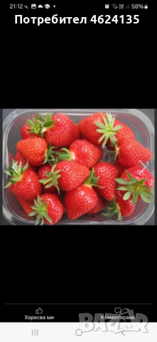 Продавам разсад ягоди , снимка 5 - Сортови семена и луковици - 52147373