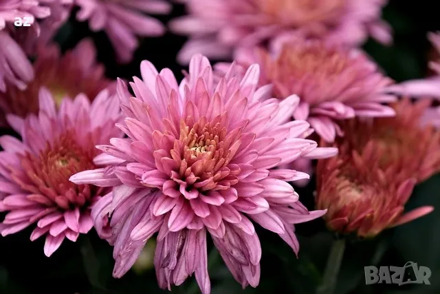 хризантеми, снимка 4 - Стайни растения - 49867028