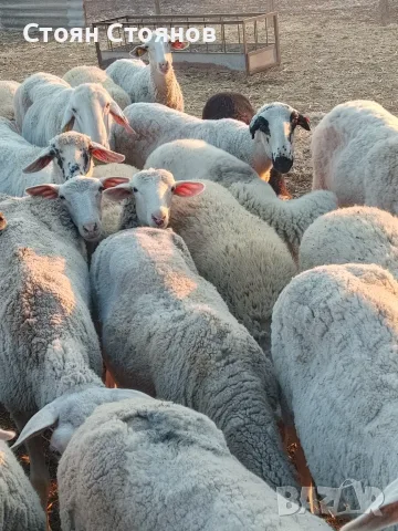 Продавам овце..., снимка 3 - Овце - 55767645