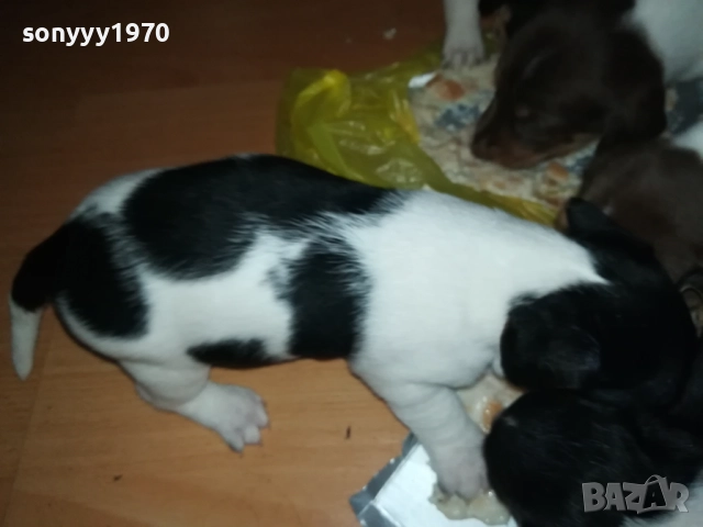 ДЖАК РЪСЕЛ 250ЛВ ЗА КУТРЕ 2509251343, снимка 9 - Джак ръсел териер - 51834098