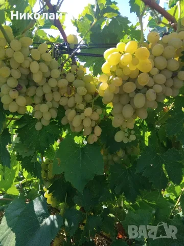 ГРОЗДЕ ЗА ВИНО И РАКИЯ 