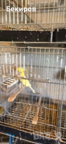 продавам канари , снимка 15 - Канари - 48365197