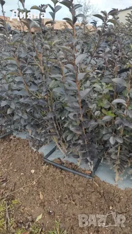 лигуструм жив плет 