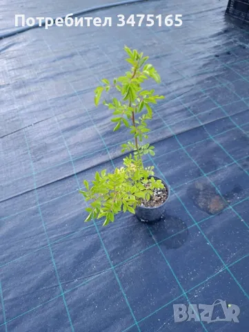 увивна роза Alden Biesen -розова, снимка 6 - Градински цветя и растения - 50303098