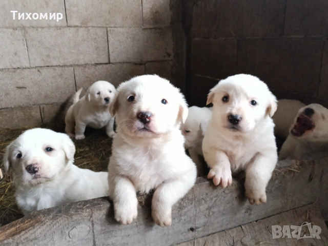 Алабай , снимка 2 - Алабай - 53407632