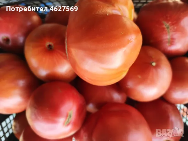 Продавам домашни градински домати 