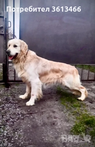 Чистокръвни голдън ретривър женски и мъжки, снимка 13 - Голдън ретривър - 50903635