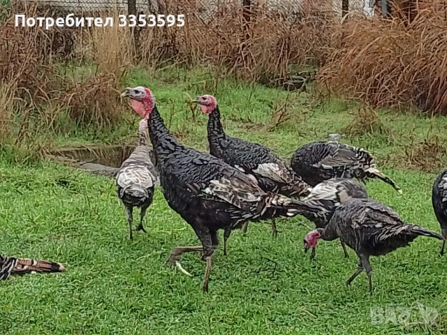 продавам пуйки и пуяци, снимка 4 - Кокошки и пуйки - 52914382