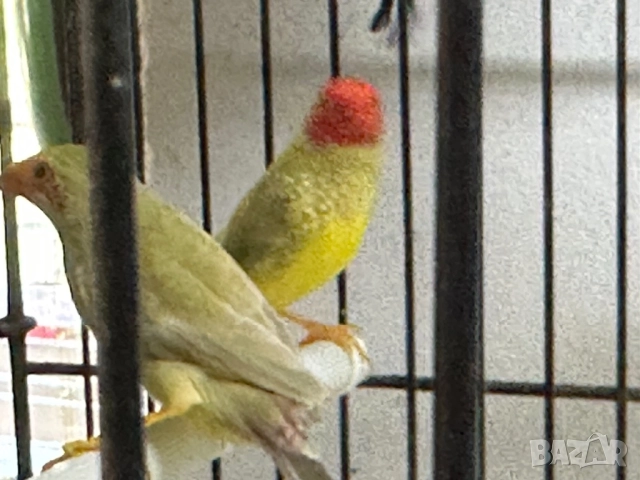 Продавам тръстикови Астрилди 