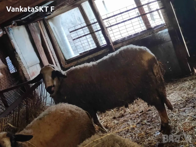 Коч Двизак, снимка 7 - Овце - 52011655