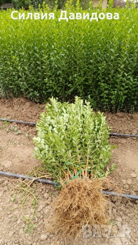 0.70 Лигуструм на корен, снимка 3 - Градински цветя и растения - 51968752