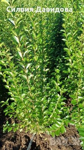 0.70 лв. Лигуструм на корен, снимка 10 - Градински цветя и растения - 52405753