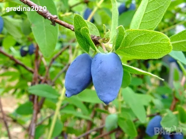 Лоницера Камчатика Зойка - Майска боровинка, снимка 4 - Разсади - 48785523