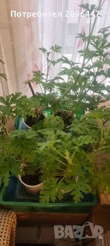 Индрише, много ароматно, разклонено, снимка 12 - Градински цветя и растения - 45320151