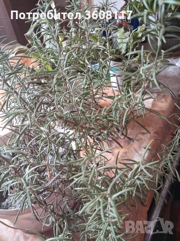 розмарин , снимка 3 - Градински цветя и растения - 53747319