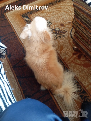 продавам чихуахуа дългокосместо , снимка 2 - Чихуахуа - 52928633