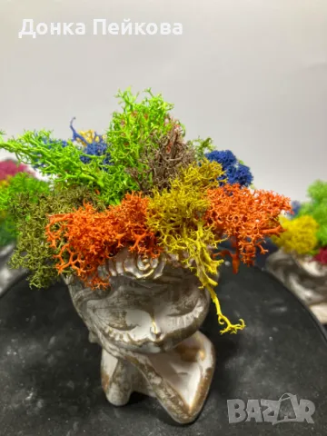 Различни модели кашпи със естествен скандинавски мъх и пожелания, снимка 15 - Стайни растения - 47476759