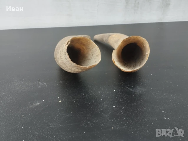Чифт биволски рога , снимка 6 - Антикварни и старинни предмети - 51060413
