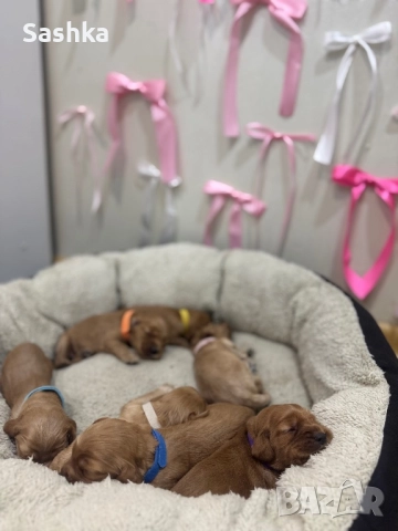 Английски кокер шпаньол, снимка 3 - Кокер шпаньол - 52356311