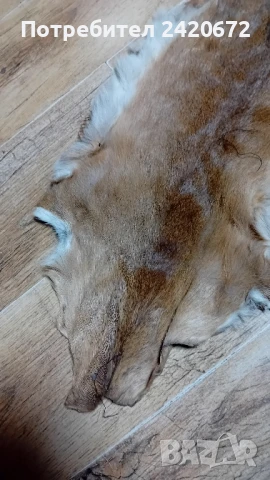еленова кожа, снимка 3 - Други ценни предмети - 51069576