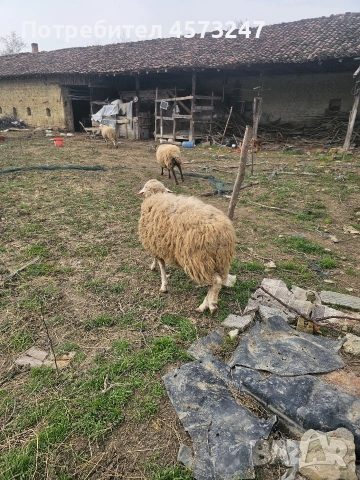 овен, снимка 5 - Овце - 53769300