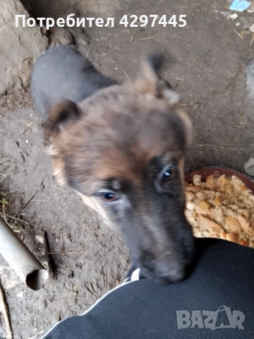 Продавам немски овчарки , снимка 2 - Немска овчарка - 53473620