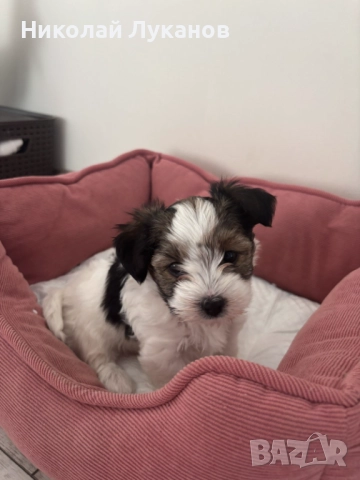 Йоркширски териер - Бивер - С родословие, снимка 5 - Йоркширски териер - 52942427